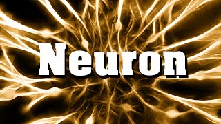 Neurobiologie Das Neuron Nervenzelle [upl. by Turino151]