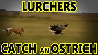 Lurchers Catch an Ostrich  Working Lurchers [upl. by Nomyad]