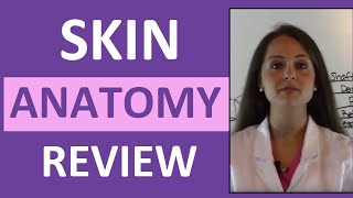 Anatomy amp Physiology Integumentary Skin System Overview [upl. by Reizarf658]