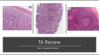 Histology Basics TA Review Lymphoid System [upl. by Avlis228]