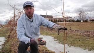 Caring for Young Grape Vines [upl. by Gainor]