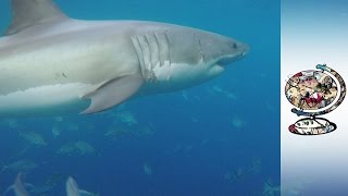 Alarm As Shark Attacks On The Rise In Australia [upl. by Leblanc286]