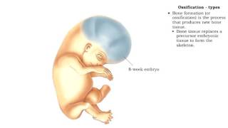Bone formation  Ossification [upl. by Euqnimod292]