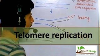 Telomere replication in eukaryotes [upl. by Verity]