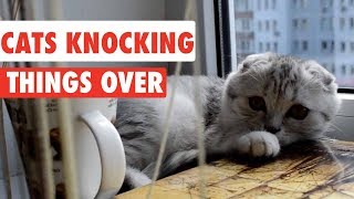 Cats Knocking Things Over  Funny Cat Compilation [upl. by Nnylear239]