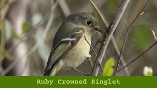 Ruby Crowned Kinglet [upl. by Ynaffyt]