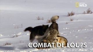 Animal Fight Club  Combat de loups [upl. by Piotr]