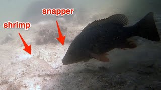 Incredible Underwater Mangrove Snapper Behavior [upl. by Kalmick]