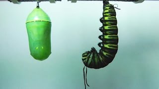 Monarch Butterfly Metamorphosis timelapse FYV [upl. by Rafter]