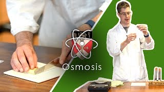 Osmosis  GCSE Science Required Practical [upl. by Wing]