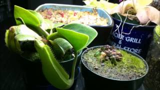 Nepenthes truncata and Cephalotus Follicularis 5 month time lapse [upl. by Ralli634]