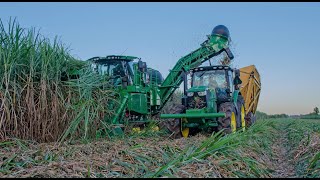 2020 Louisiana Sugar Cane Grinding Has Begun [upl. by Allsun]