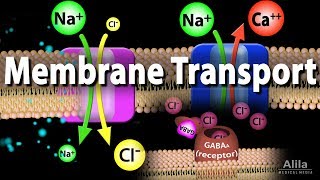 Membrane Transport Animation [upl. by Belle]