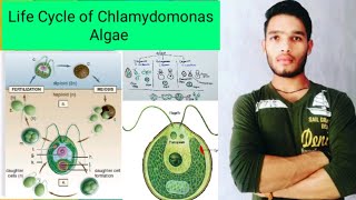 Life cycle of Chlamydomonas algae [upl. by Charmane]