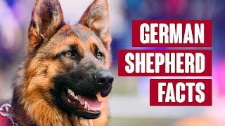 German Shepherd Everything You Need to Know [upl. by Nyrak72]