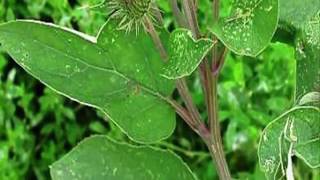 Health Benefits of Burdock Root  Different Uses of Burdock Root [upl. by Sibylla]