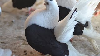 Taganrog Tumbler  Fancy Pigeon Breed [upl. by Ybocaj125]