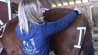 How to Give a Horse an IM Injection [upl. by Stephannie753]