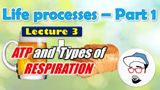 ATP Anaerobic Respiration  Life processes in Living Organisms Part 1 Class 10 SSC [upl. by Olsen]