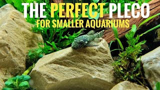 BRISTLENOSE PLECO  species spotlight amp care guide  THE BEST CLEANER FISH FOR YOUR AQUARIUM [upl. by Richman]