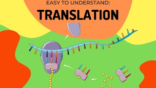 Protein Synthesis Translation [upl. by Gardal]