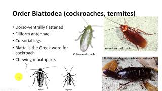 Insect Classification Part 2 [upl. by Akkim]