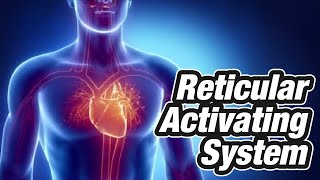 Reticular Activating System Reticular Activating System RAS  Functions of Reticular Formation [upl. by Anwat]