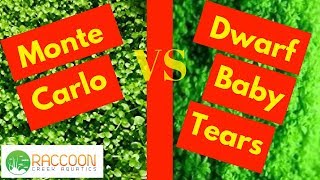 Comparison Monte Carlo vs Dwarf Baby Tears [upl. by Min]