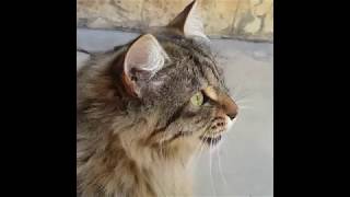 Cats Chirping and Chattering  CAT COMPILATION [upl. by Adrahs636]