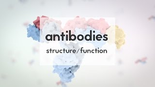 Antibody structure and function [upl. by Airehtfele]