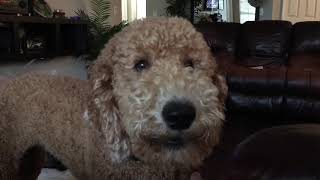 Barking dog goldendoodle [upl. by Dannon]