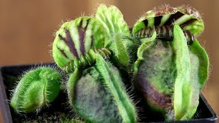 Cephalotus follicularis Dudley Watts [upl. by Gorton]