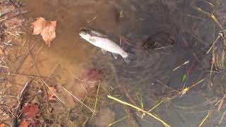 Northern Virginia Trout Fishing IV  Old Cossey Pond  Fredericksburg VA [upl. by Terle]