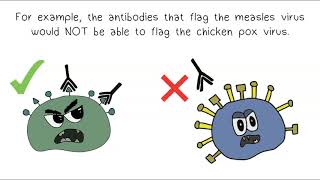 Antigens amp Antibodies [upl. by Tnek]