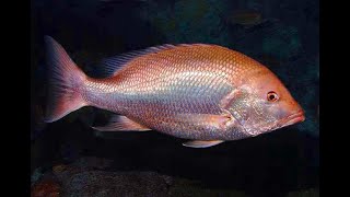 Facts The Red Snapper [upl. by Dotti]