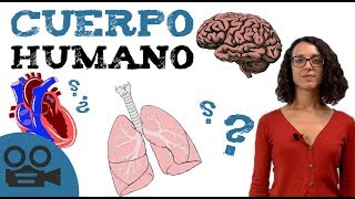 Sistemas de cuerpo HUMANO  Órganos del cuerpo [upl. by Nathanial]