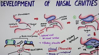 Development Of Nasal Cavities  Embryology [upl. by Gordie]