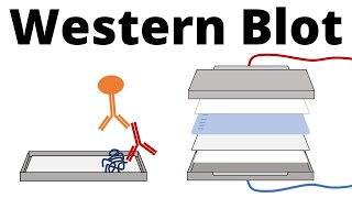 Western Blot  Protein Immunoblot explained [upl. by Attehcram136]