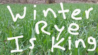 Winter Rye For Food Plots [upl. by Aljan]