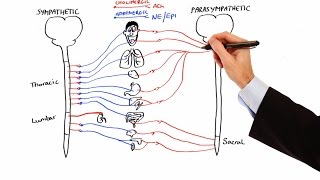 Pharmacology  AUTONOMIC NERVOUS SYSTEM MADE EASY [upl. by Zadoc569]