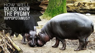 Pygmy hippopotamus  Description Characteristics and Facts [upl. by Caneghem911]