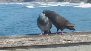 Pigeons courting mating [upl. by Cathrine74]