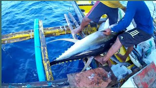 AMAZING TRADITIONAL TUNA FISHING in the PHILIPPINES  HANDLINE FISHING Filipino tuna fishing [upl. by Maura]