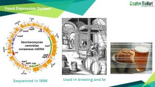 Recombinant Protein and Its Expression Systems [upl. by Arihas276]