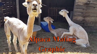 Alpaca Mating  Graphic [upl. by Emiline]