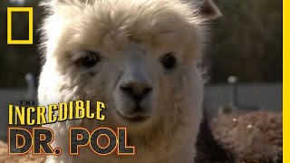 Fixing Up Alpacas  The Incredible Dr Pol [upl. by Currey840]