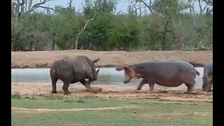 Hippo vs Rhino real Fight to Death  Wild Animals Attack [upl. by Reiser]