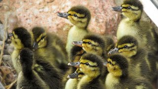 Ducklings Hatched May 15 amp 16 2017 [upl. by Ellis]