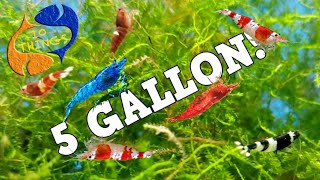 10 BEST FISH For 5 Gallon AQUARIUM [upl. by Atsirtal]