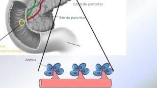 Pancreas [upl. by Millan]